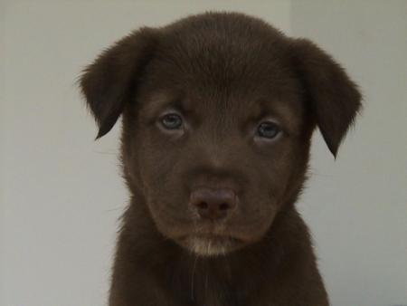 chien2