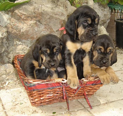 Chien4