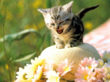 chaton10