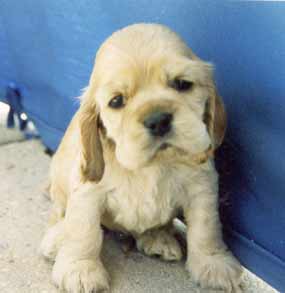 Chien5