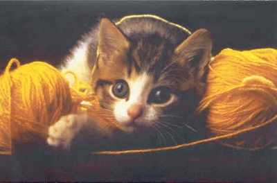 chaton13
