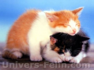 chaton4