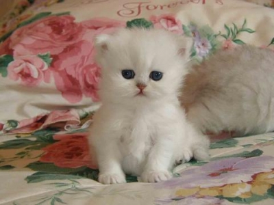 chaton2