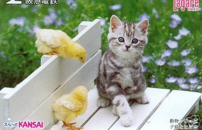 Chaton avec des poussins
