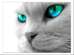 Le Monde des chats