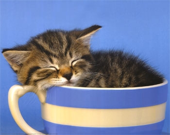 chaton3