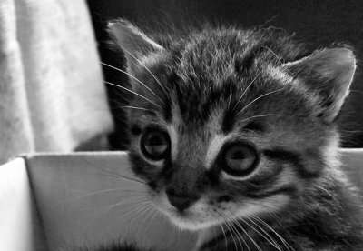 chaton11