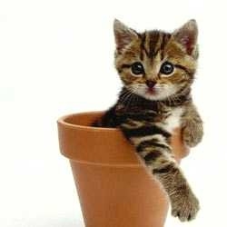 Chaton7