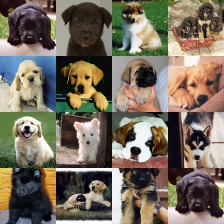 Les chien
