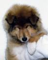 chien3