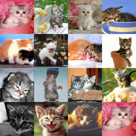 Chatons