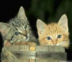 Chaton9