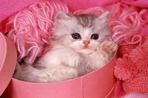 Chaton1