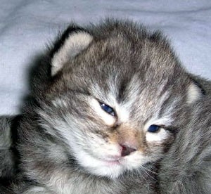 chaton8