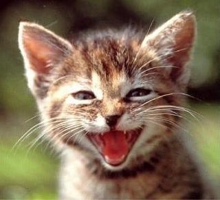 chaton12