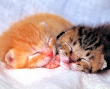 Chaton6