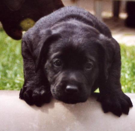 Chien1