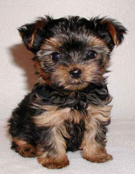 Le monde de chiens
