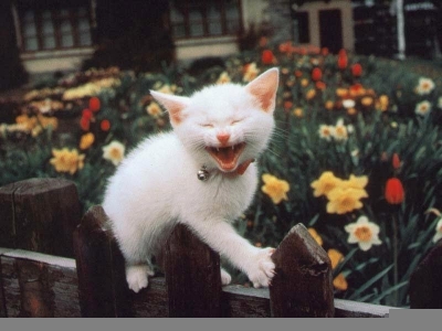 Chaton5