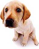 La bouille