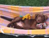Chien