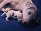 Chiot et sa maman