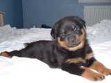 Chiot